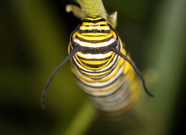 Bir yaprak üzerinde sürünen kral tırtılına yakın çekim