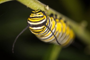Bir yaprak üzerinde sürünen kral tırtılına yakın çekim