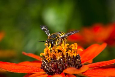Avrupa yün kartı arısı bir çiçekten nektar topluyor