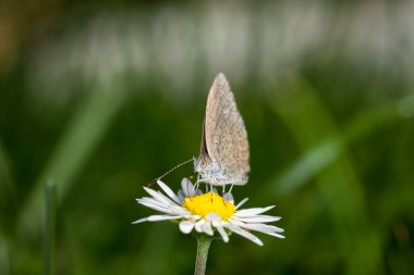 Ortak çimen mavi kelebeğine yaklaş