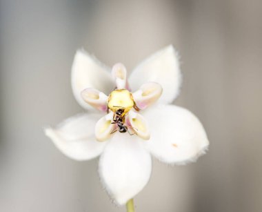 Karınca, kuğu çiçeğinden nektar topluyor.