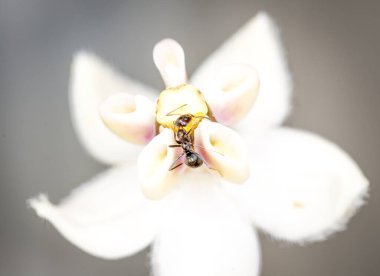 Karınca, kuğu çiçeğinden nektar topluyor.