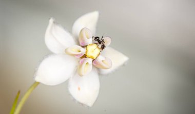 Karınca, kuğu çiçeğinden nektar topluyor.