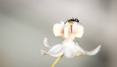 Karınca, kuğu çiçeğinden nektar topluyor.