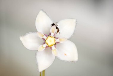 Karınca, kuğu çiçeğinden nektar topluyor.