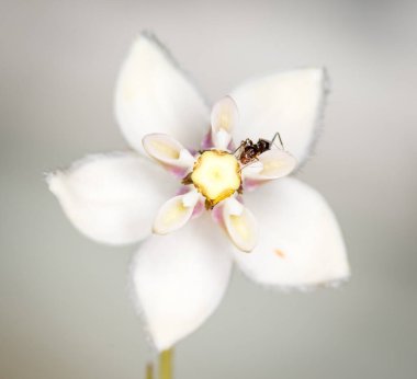 Karınca, kuğu çiçeğinden nektar topluyor.
