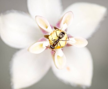 Karınca, kuğu çiçeğinden nektar topluyor.