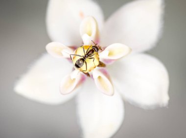 Karınca, kuğu çiçeğinden nektar topluyor.