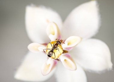 Karınca, kuğu çiçeğinden nektar topluyor.
