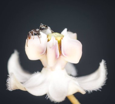 Karıncalar kuğu çiçeğinden nektar topluyor.