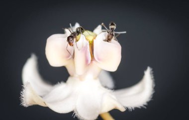 Karıncalar kuğu çiçeğinden nektar topluyor.