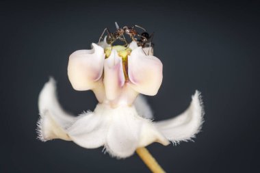 Karıncalar kuğu çiçeğinden nektar topluyor.