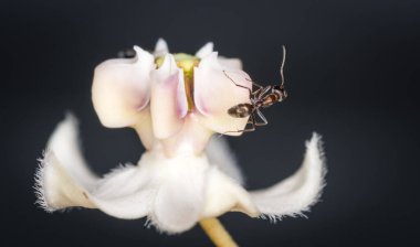 Karıncalar kuğu çiçeğinden nektar topluyor.