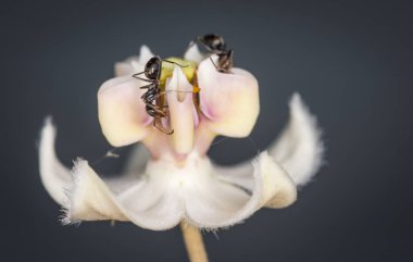 Karıncalar kuğu çiçeğinden nektar topluyor.
