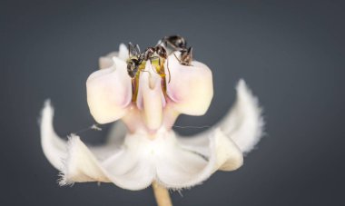 Karıncalar kuğu çiçeğinden nektar topluyor.