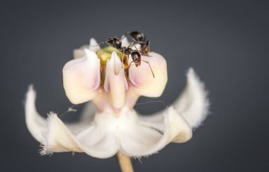 Karıncalar kuğu çiçeğinden nektar topluyor.