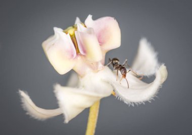 Karıncalar kuğu çiçeğinden nektar topluyor.