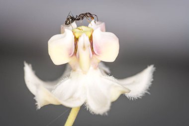 Karıncalar kuğu çiçeğinden nektar topluyor.