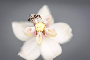 Karıncalar kuğu çiçeğinden nektar topluyor.
