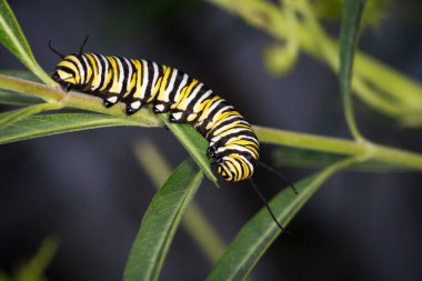 Kuğu bitkisindeki kral tırtılına yakın çekim