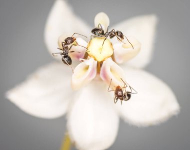 Karıncalar kuğu çiçeğinden nektar topluyor.