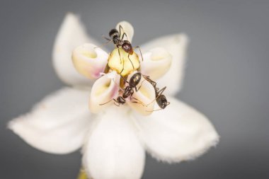Karıncalar kuğu çiçeğinden nektar topluyor.