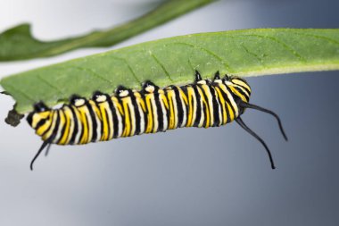Kuğu bitkisindeki kral tırtılına yakın çekim