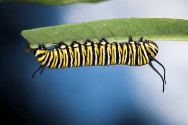 Kuğu bitkisindeki kral tırtılına yakın çekim