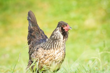 Yeşil çimenlikte avlanan tavuklara yaklaş.