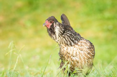 Yeşil çimenlikte avlanan tavuklara yaklaş.