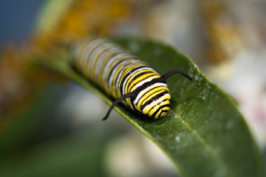Monarch Caterpillar 'a yakın çekim