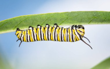 Monarch Caterpillar 'a yakın çekim