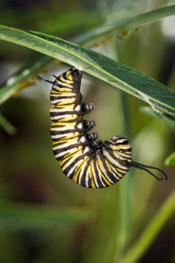 Monarch Caterpillar 'ın yakın çekimi Başkalaşıma Başlıyor