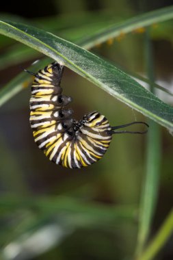 Monarch Caterpillar 'ın yakın çekimi Başkalaşıma Başlıyor