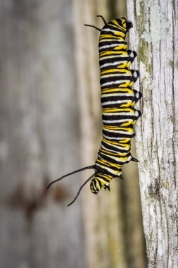 Monarch Caterpillar 'a yakın çekim