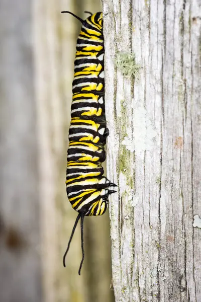 Monarch Caterpillar 'a yakın çekim