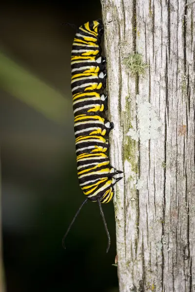 Monarch Caterpillar 'a yakın çekim