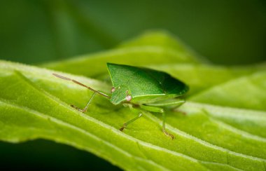 Koku böceği ya da kalkan böceğini kapatın.