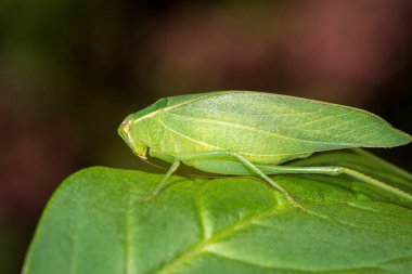 Katydid ya da Bush cırcırböceğinin yakın çekimi