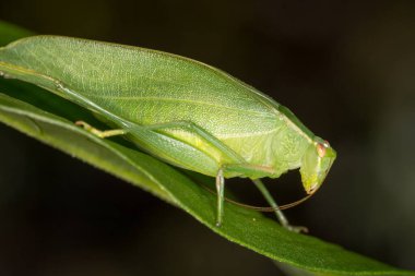 Katydid ya da Bush cırcırböceğinin yakın çekimi