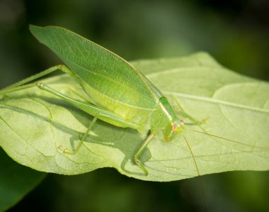 Katydid ya da Bush cırcırböceğinin yakın çekimi