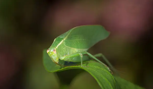 Katydid ya da Bush cırcırböceğinin yakın çekimi