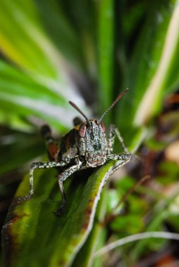 Kuzey Adası çekirgesinin yakınında.