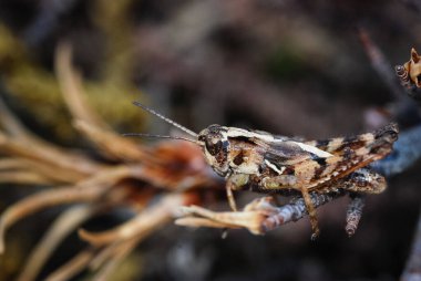 Kuzey Adası çekirgesinin yakınında.