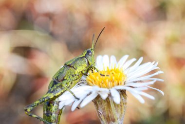 Kuzey Adası çekirgesinin yakınında.