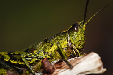 Kuzey Adası çekirgesinin yakınında.