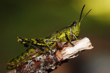 Kuzey Adası çekirgesinin yakınında.