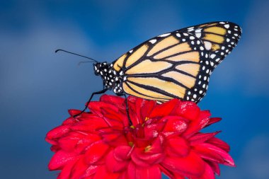 Bir çiçeğin üzerindeki kral kelebeğine yakın çekim
