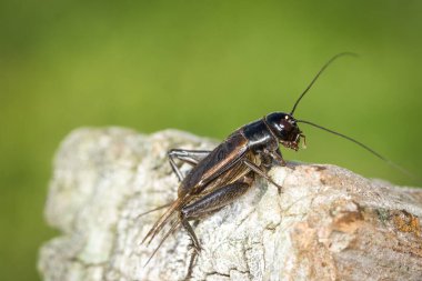 Tahta bir direkte siyah bir cırcır böceğinin yakın çekimi.