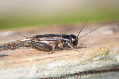 Tahta bir direkte siyah bir cırcır böceğinin yakın çekimi.
